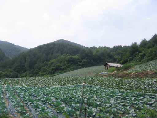 진한 초록의 양배추, 케일이 공간만 있으면 가득차 있다. 